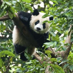 Chengdu Accommodation Seattle