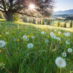 Bavaria Accommodation Seattle