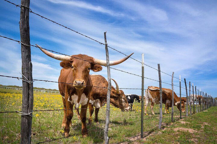 New Listing! 1 Acre Lakefront W / Fishing Dock 2 Bedroom Home - thumb 4