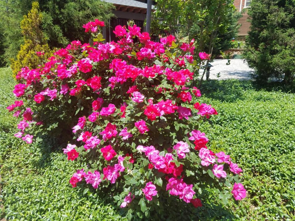 Black Lantern Inn - thumb 7