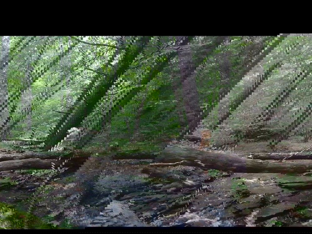 Tentrr Camp Haven: Meadow Retreat - thumb 1