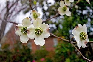 Belle Of The Bends - thumb 3