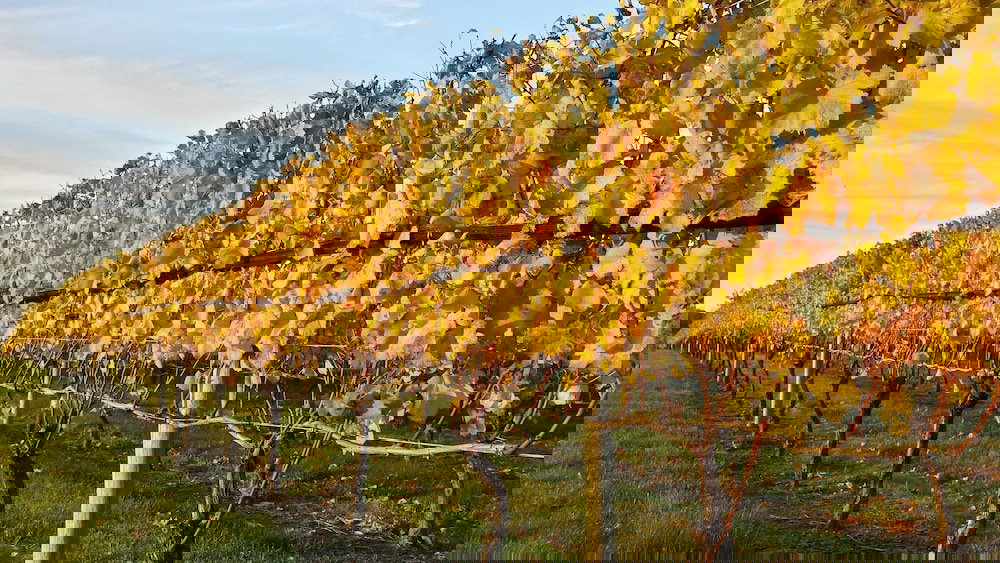 North Fork Guest House - thumb 1