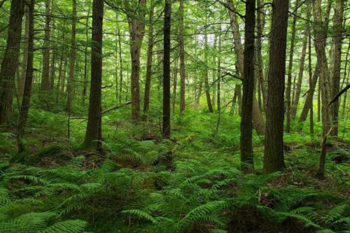 Tentrr Living Water Campsites: Mossy Acres 1 - thumb 3