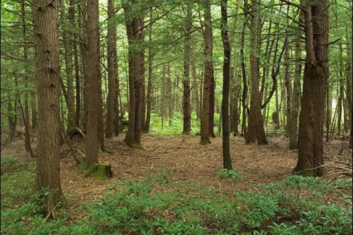 Tentrr Living Water Campsites: Mossy Acres 1 - thumb 4