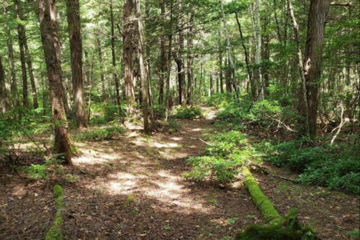 Tentrr Living Water Campsites: Mossy Acres 1 - thumb 2