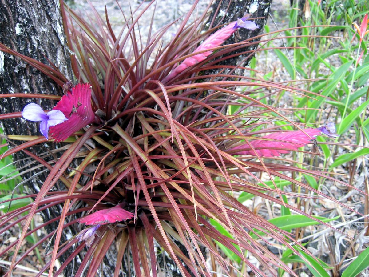 Keaau Place - thumb 14