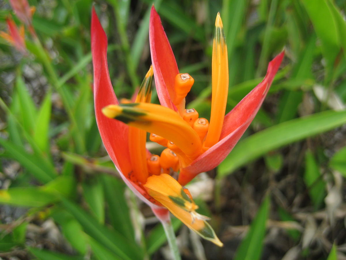 Keaau Place - thumb 23