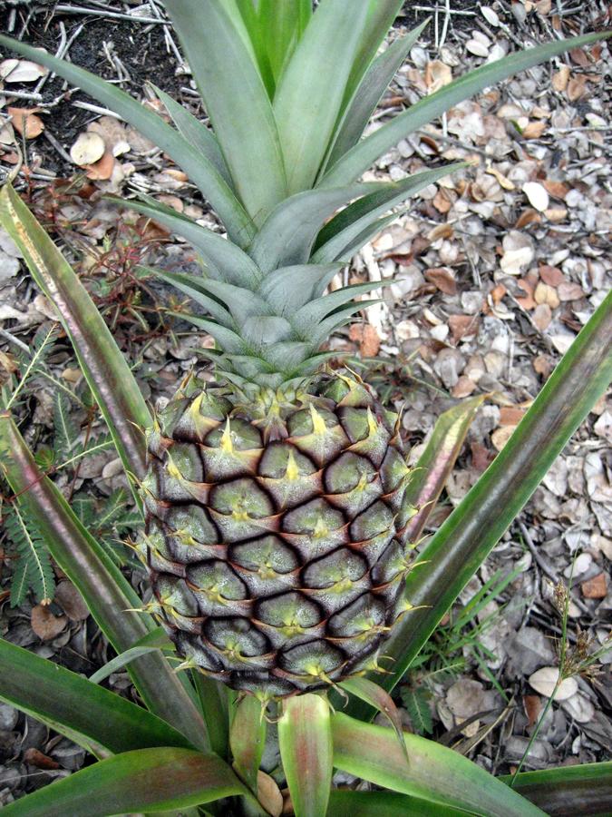 Keaau Place - thumb 7