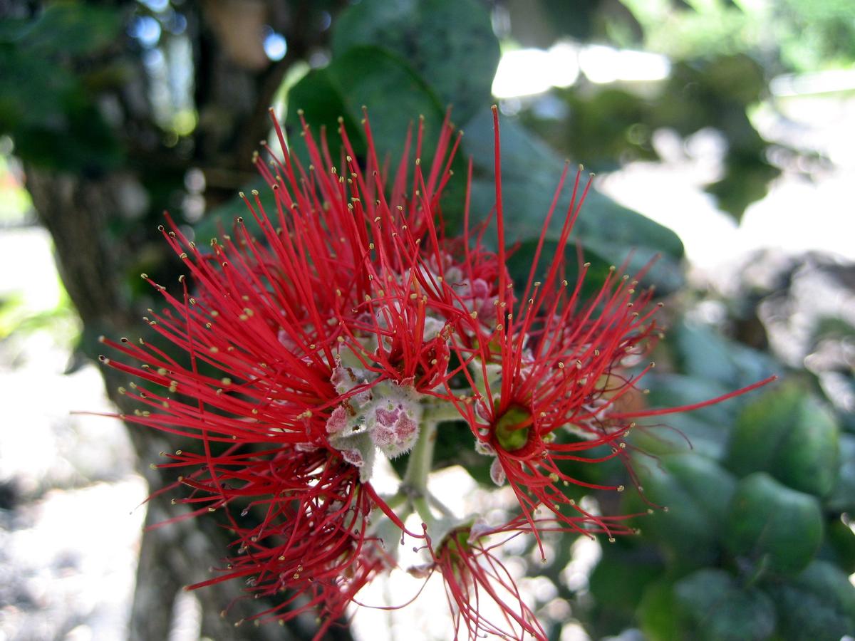 Keaau Place - thumb 8