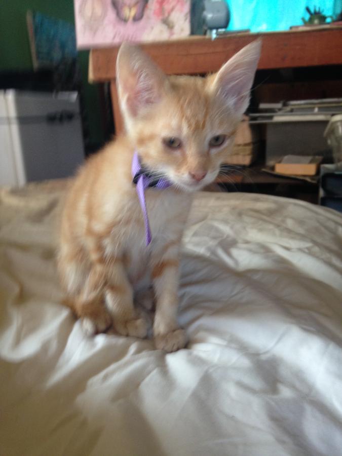 Enchanted Gardens - thumb 1