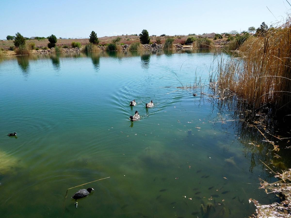 Desert Canyon Paradise - thumb 28