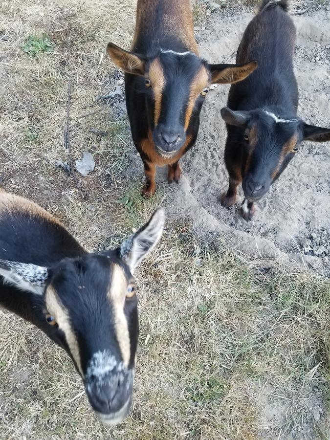 Arbor Rouge Cottage - thumb 25