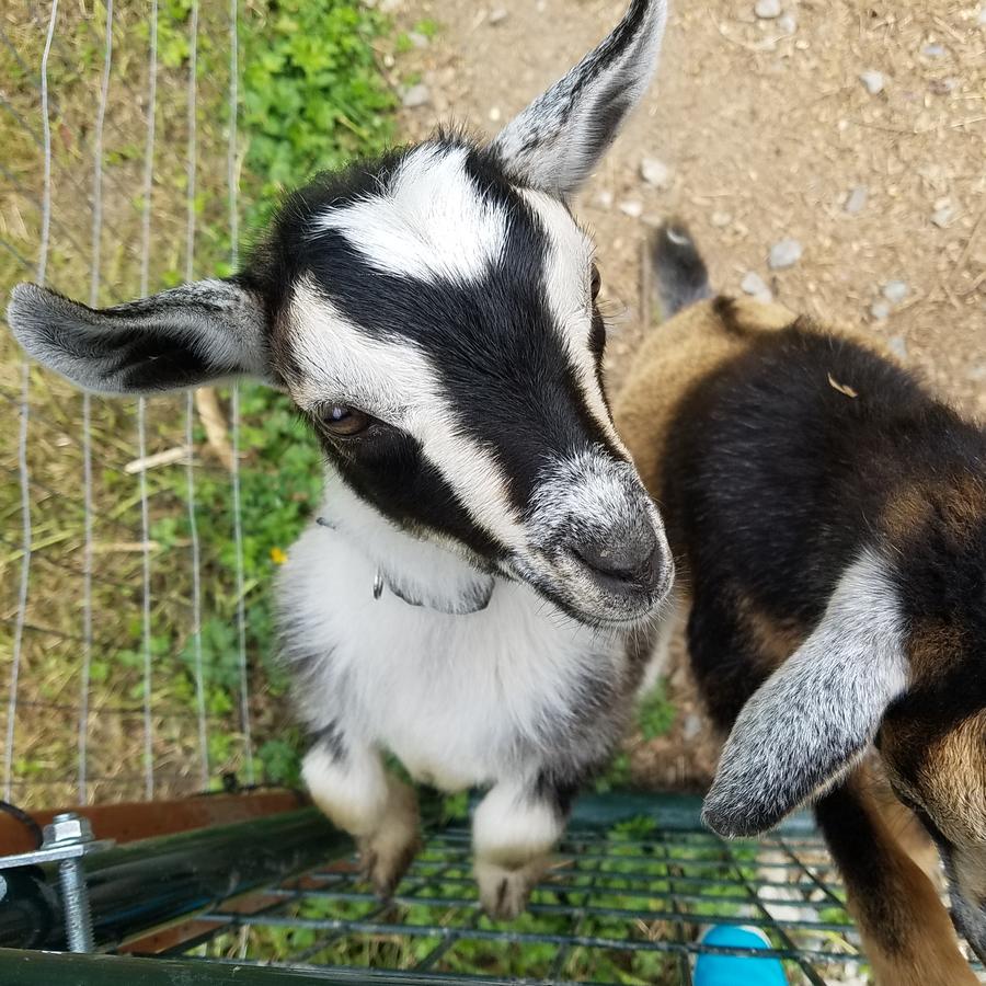 Arbor Rouge Cottage - thumb 28