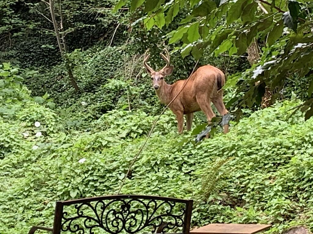 Creekside Inn - thumb 2