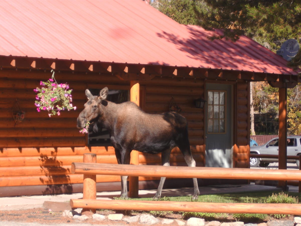 Lone Eagle Lodge - thumb 7