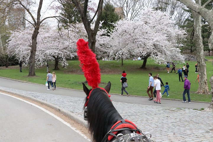 VIP Horse Carriage Ride Through Central Park In NYC With Photo Stops - thumb 4