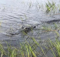 Everglades Airboat Safari - Accommodation Seattle