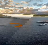 Maui Whale Watching -Private- Air Tour Spectacular Humpbacks Seen from Above - Accommodation Seattle