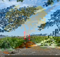 Hop-On Hop-Off Wine Tasting Tour from Morro and Cayucos - Accommodation Seattle