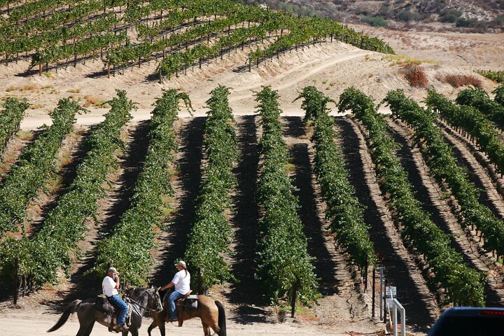 Private Santa Barbara Winery Tour In Mercedes Convertible For Up To 18 Guests - thumb 1
