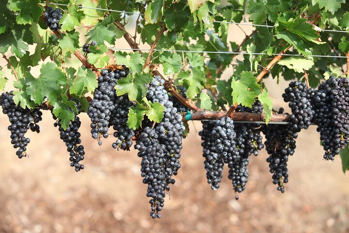 Private Santa Barbara Winery Tour In Mercedes Convertible For Up To 18 Guests - thumb 2