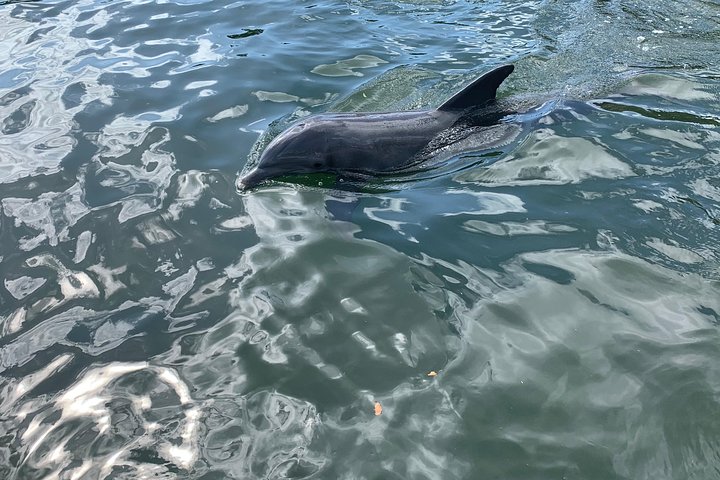 Florida Keys Eco Tour By Boat - thumb 5