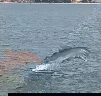 Dolphin Quest Cruise - Accommodation Seattle