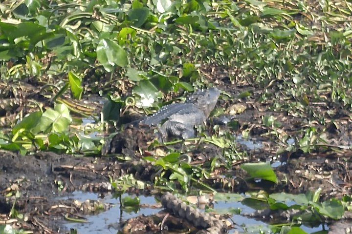 Tampa Bass Fishing Guide On Lake Tarpon - thumb 4