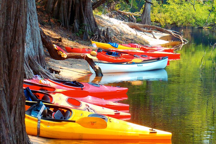 10 Mile Wekiva River Paddle From Wilson's Landing To Highbanks - thumb 3