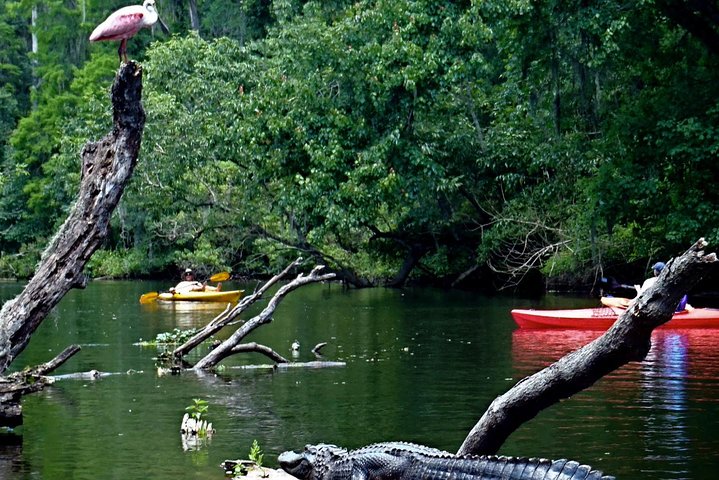 10 Mile Wekiva River Paddle From Wilson's Landing To Highbanks - thumb 5