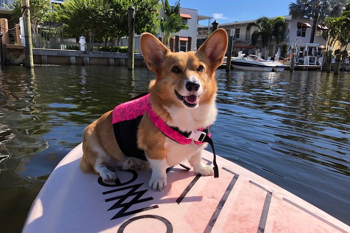 SUP PUP Kids Tour - thumb 4