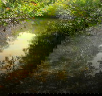 Key Largo Mangrove Private Eco-Tours - Accommodation Seattle