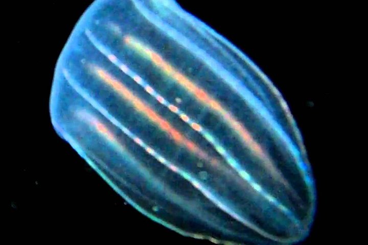 Cocoa Beach Night Time Bioluminescence Kayak Tour - thumb 1