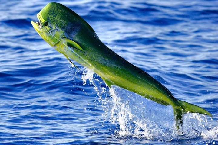 Boca Raton Deep Sea Fishing Trips - thumb 0