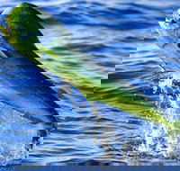 Boca Raton Deep Sea Fishing Trips - Accommodation Seattle