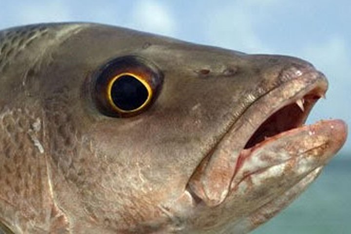 Boca Raton Inshore Fishing Trip - thumb 4