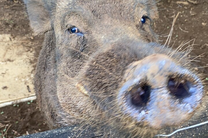 Kauai East Side And North Shore Private Guided Tour - thumb 4