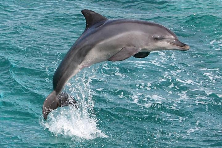 Waikoloa Catamaran Morning Snorkel & Lunch - thumb 0