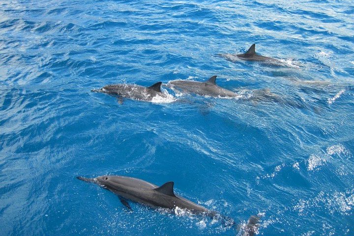 Waikoloa Catamaran Morning Snorkel & Lunch - thumb 5