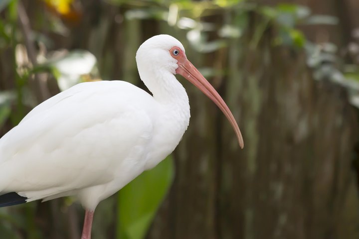 Savannah Tybee Island Dolphin Cruise Tour With Stop At Tybee Island Lighthouse - thumb 1