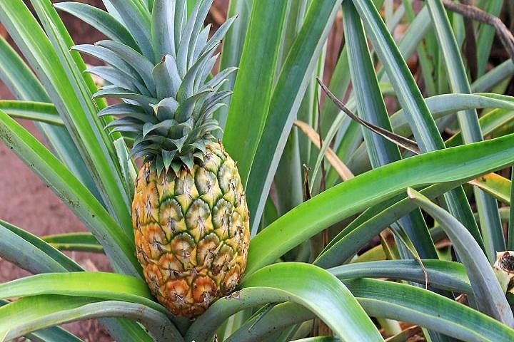 Pearl Harbor & Mini Circle Island From Big Island - thumb 4
