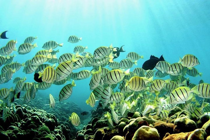 SCUBA Shore Dive At Sea Turtle Cove (Certified Diver) - thumb 0