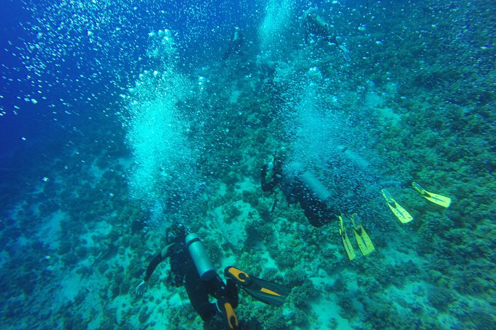 SCUBA Shore Dive At Sea Turtle Cove (Certified Diver) - thumb 3