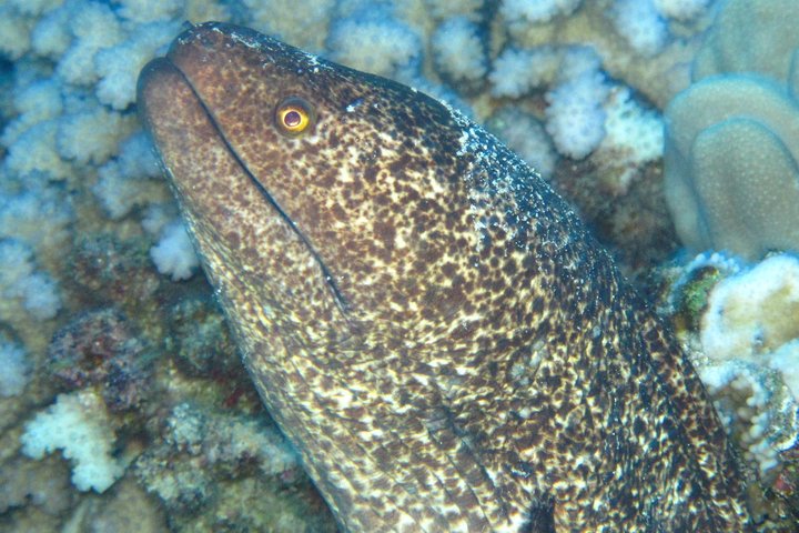 SCUBA Shore Dive At Sea Turtle Cove (Certified Diver) - thumb 5