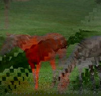 Half-Day Thoroughbred Horse Farm Tour in Kentucky - Accommodation Seattle