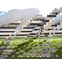 Rarest Thoroughbreds in the World Tour - Accommodation Seattle