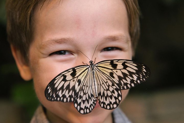 Branson Butterfly Palace Admission Ticket - thumb 1