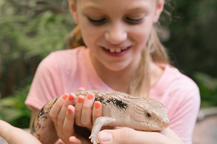 Branson Butterfly Palace Admission Ticket - thumb 3