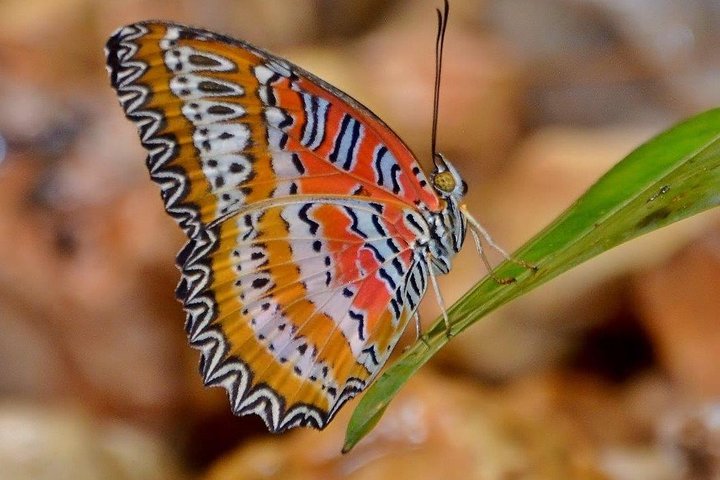 Branson Butterfly Palace Admission Ticket - thumb 4